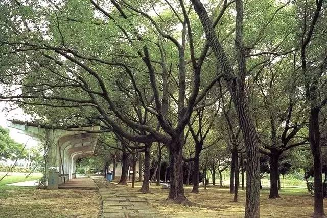 你知道如何種植苗木才能賺錢嗎？