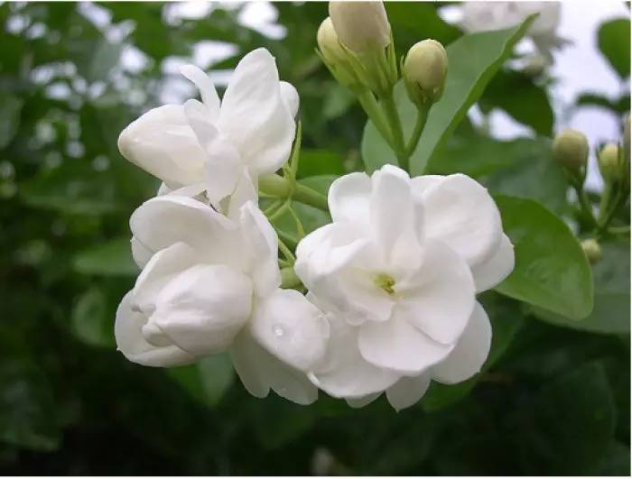 在公園經常能見到的花卉
