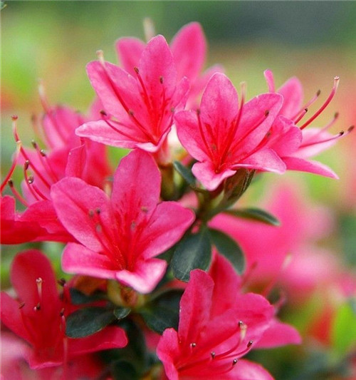 在公園經常能見到的花卉