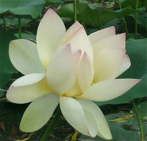 在公園經常能見到的花卉