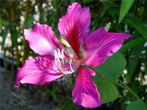 在公園經常能見到的花卉