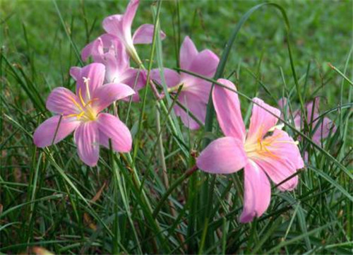 在公園經常能見到的花卉