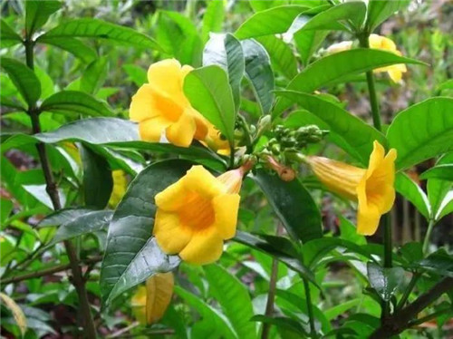 在公園經常能見到的花卉