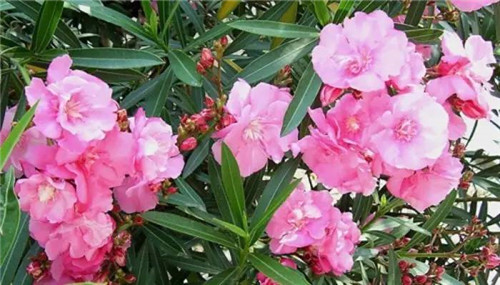 在公園經常能見到的花卉