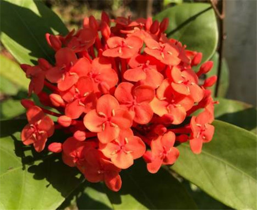 在公園經(jīng)常能見到的花卉