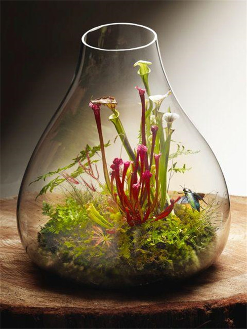 植物美學中的微景觀玻璃花房