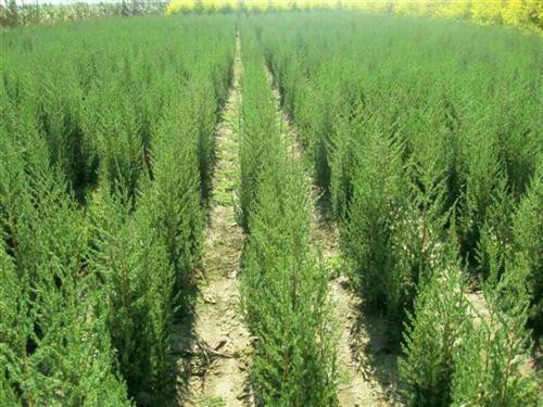 北方地區屋頂綠化常用植物（地被類）