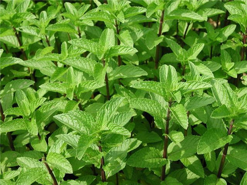 北方地區屋頂綠化常用植物（地被類）