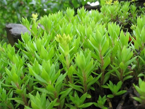 北方地區屋頂綠化常用植物（地被類）