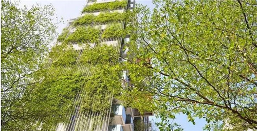 立體綠化中哪些植物將“大顯身手”？