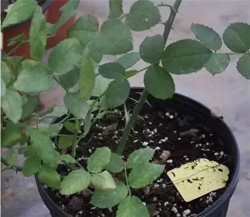 為什么你養的植物多年不開花