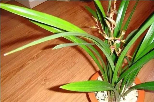 為什么你養的植物多年不開花