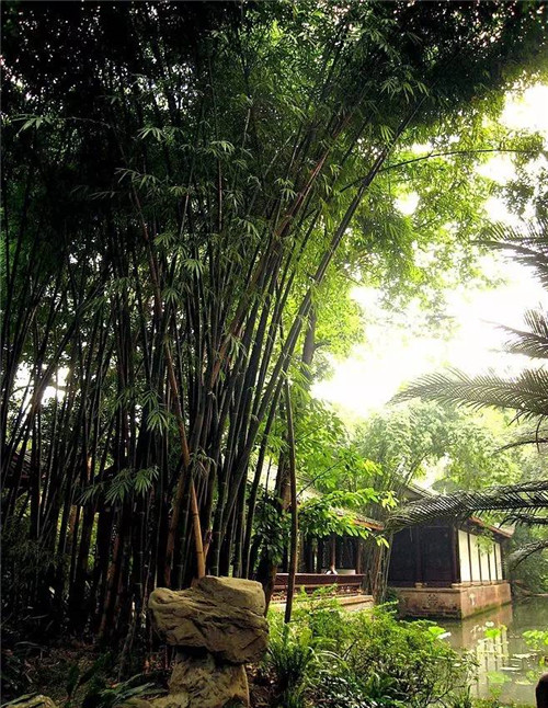 歷數七大中國古典園林植物