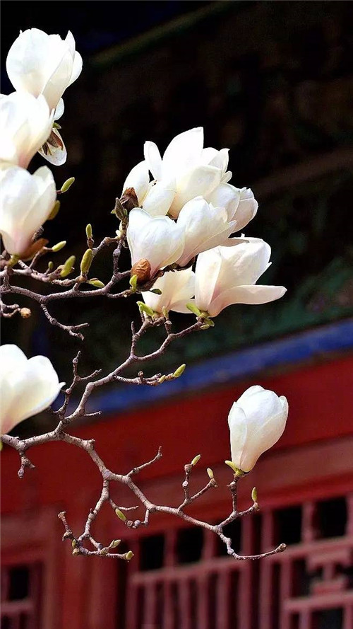 歷數七大中國古典園林植物