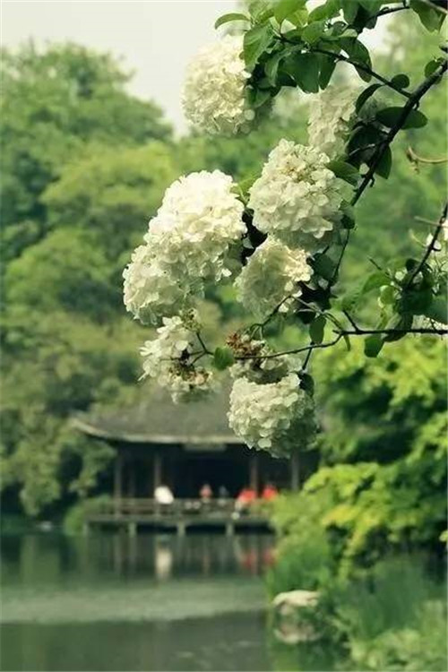 歷數七大中國古典園林植物