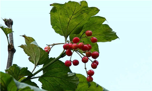 歷數(shù)七大中國(guó)古典園林植物