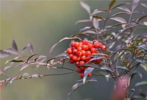 歷數(shù)七大中國(guó)古典園林植物