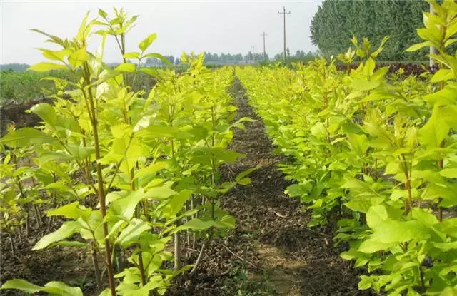 未來十年大規(guī)格喬木和彩葉苗木都不會過時(shí)