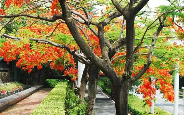 未來十年大規(guī)格喬木和彩葉苗木都不會過時(shí)