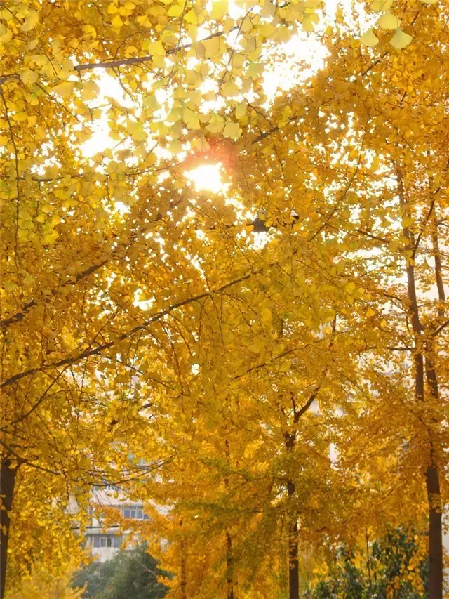 未來十年大規(guī)格喬木和彩葉苗木都不會過時(shí)