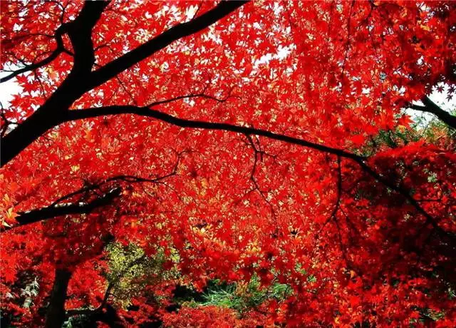 未來十年大規(guī)格喬木和彩葉苗木都不會過時(shí)
