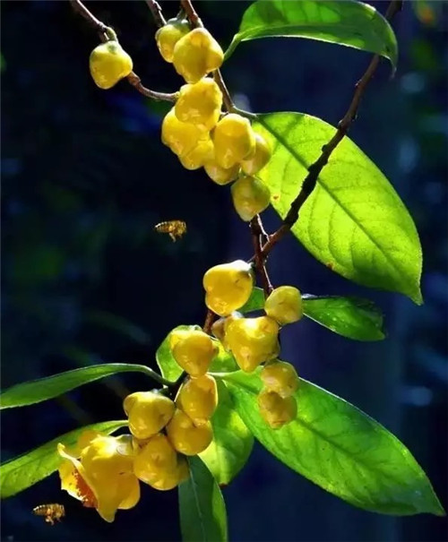 廣西防城自然保護區有50多萬株野生金花茶
