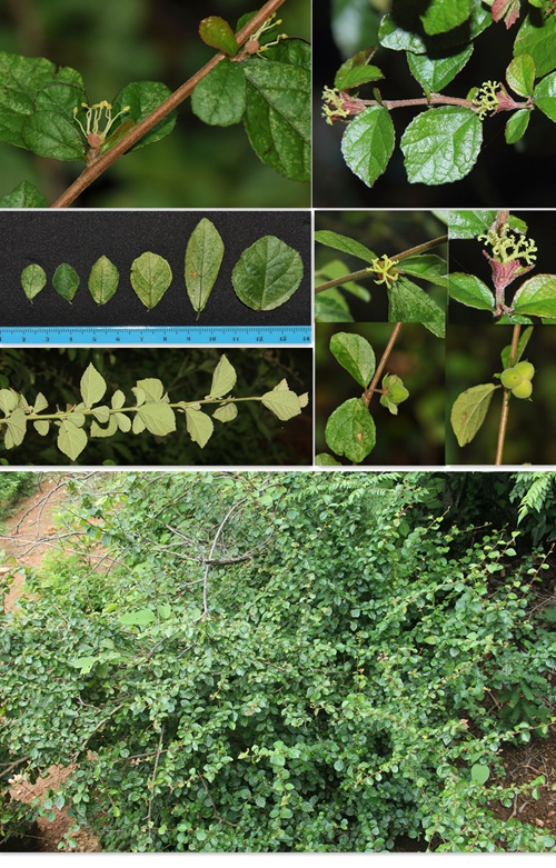 云南：元江發現大戟科植物新種希陶木