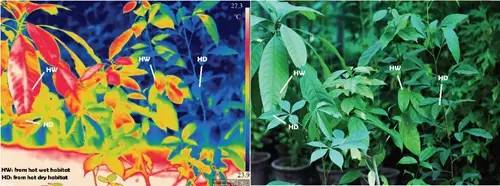 植物葉片溫度研究獲新進展