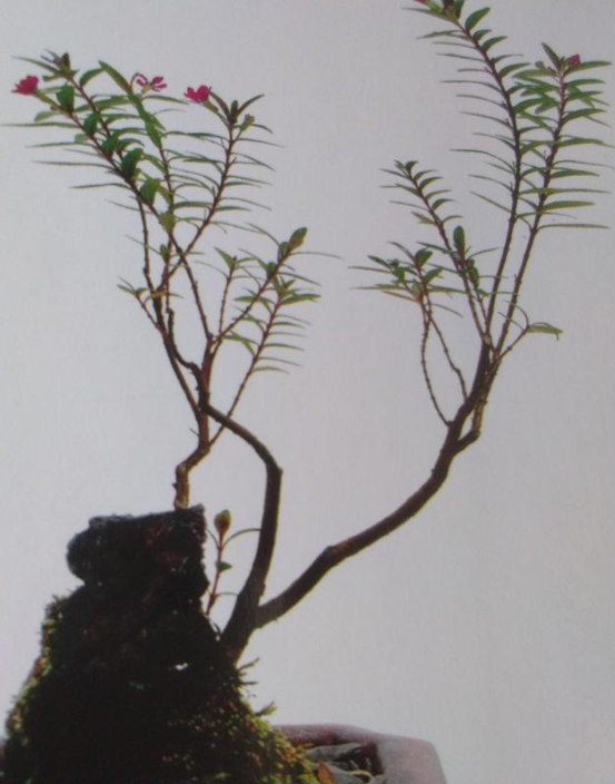 植物的另類栽培也別具風格