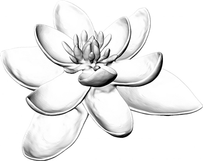 借助植物數(shù)據(jù)庫和模擬技術(shù)描繪最古老的花