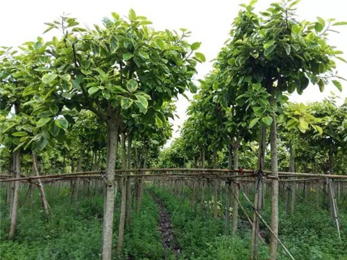 苗木基地如何灌溉樹(shù)苗的？