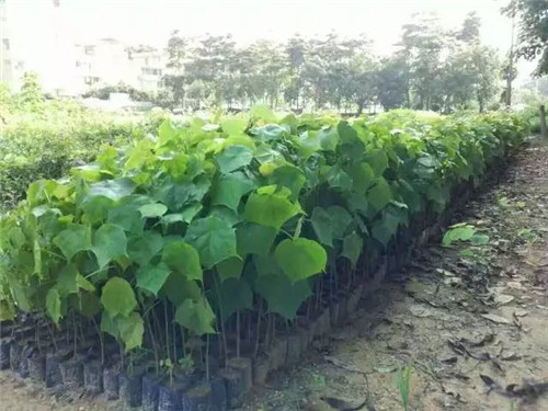 苗木基地如何灌溉樹(shù)苗的？