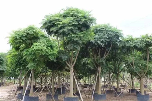 苗木基地如何灌溉樹(shù)苗的？