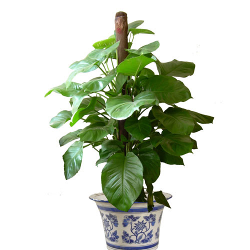 剛裝修完甲醛重，要擺這些植物才能吸毒！