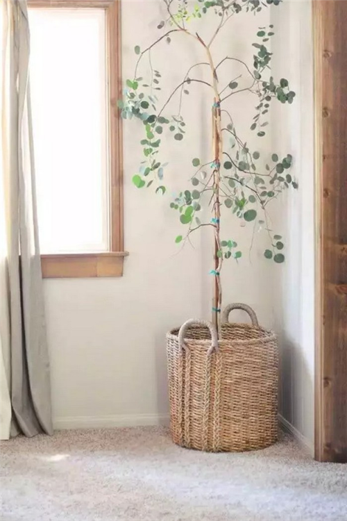 剛裝修完甲醛重，要擺這些植物才能吸毒！