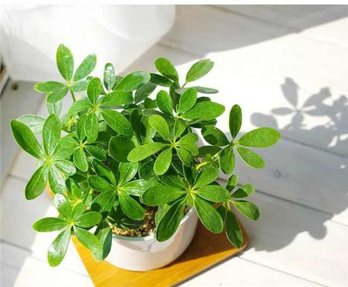 剛裝修完甲醛重，要擺這些植物才能吸毒！