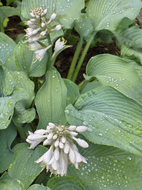 建造蜜蜂友好型城市的10種城市植物選擇