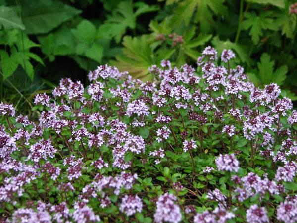 建造蜜蜂友好型城市的10種城市植物選擇