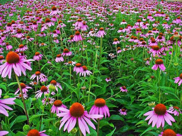建造蜜蜂友好型城市的10種城市植物選擇