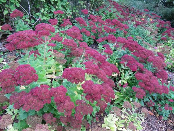建造蜜蜂友好型城市的10種城市植物選擇