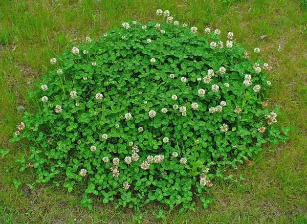 建造蜜蜂友好型城市的10種城市植物選擇
