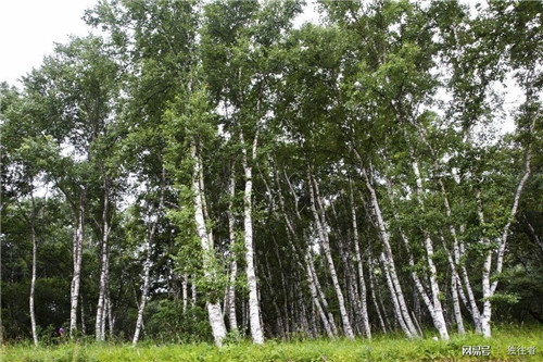 柳樹溝森林公園讓你找到回歸大自然的感覺