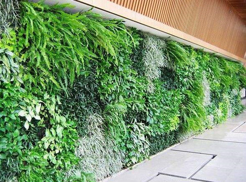 植物墻和垂直綠化是一個概念嗎？