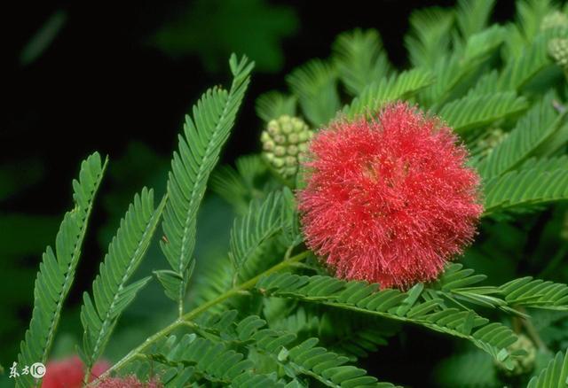 如果植物出現批量地反常，可能地震要來了