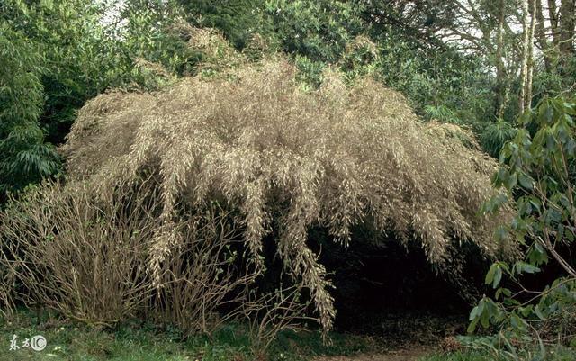 如果植物出現批量地反常，可能地震要來了