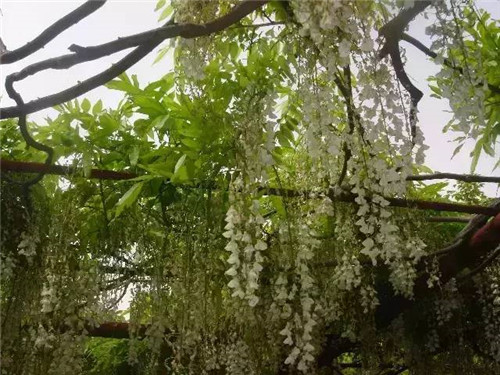 植物界的吉尼斯世界紀錄