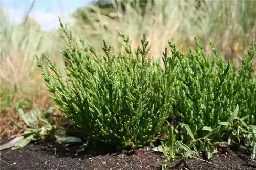 植物界的吉尼斯世界紀錄