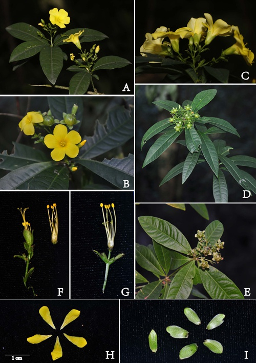 版納植物園在緬北發現植物新種“腺苞石海椒”