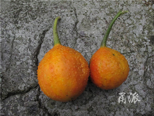 寧波野外再現(xiàn)珍稀植物木鱉子