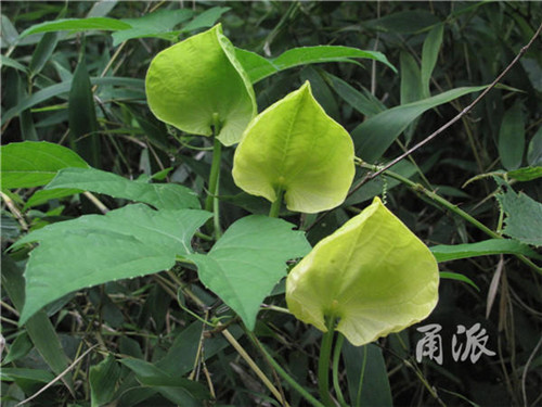 寧波野外再現(xiàn)珍稀植物木鱉子